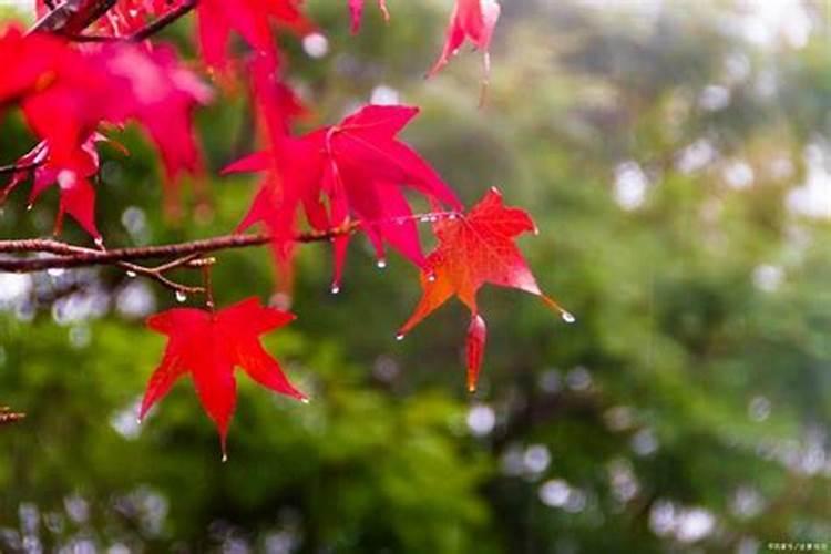 挥汗成雨指什么生肖