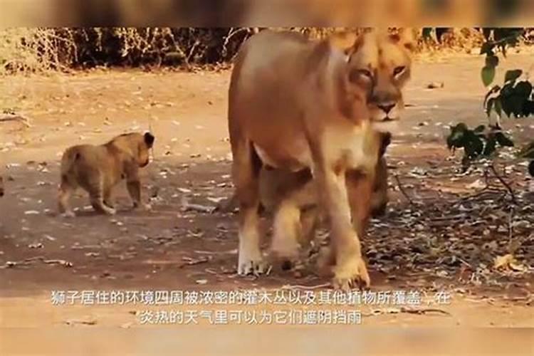 梦见狮子跑到自己家来