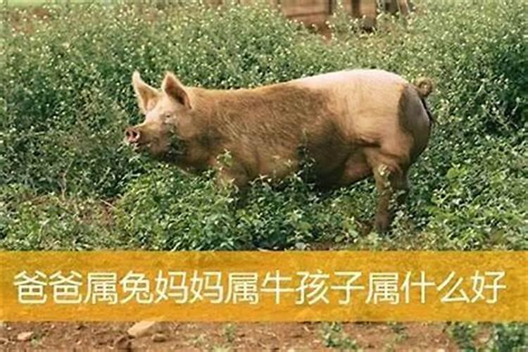 羊和鸡的属相可以生牛宝宝吗