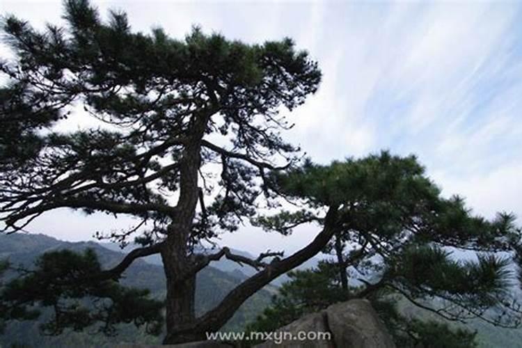 梦见高山上有松树