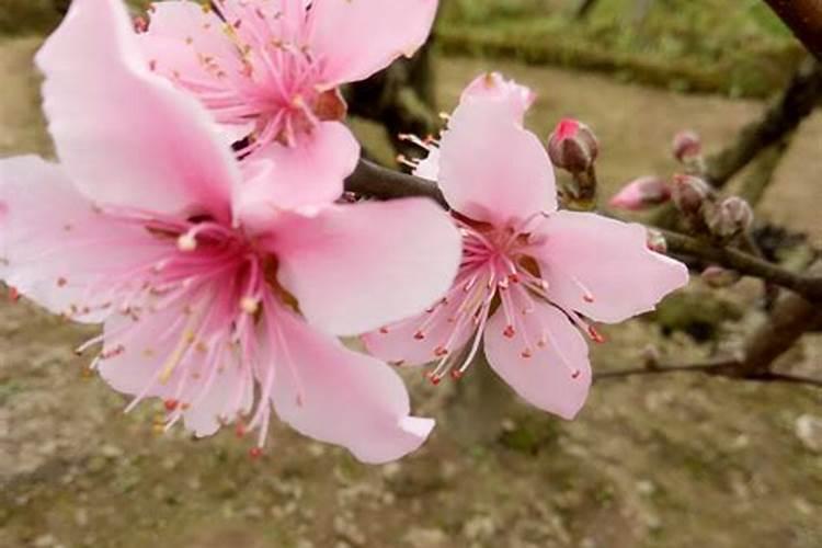 桃花运里面的桃花分类