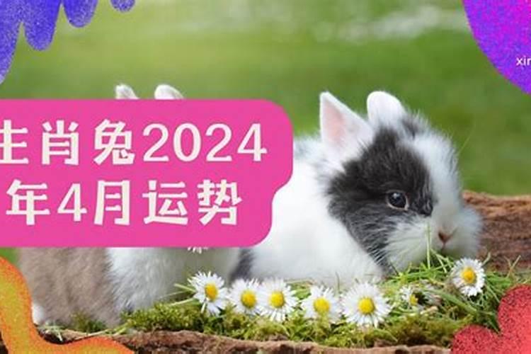 生肖兔2024年运势及运程